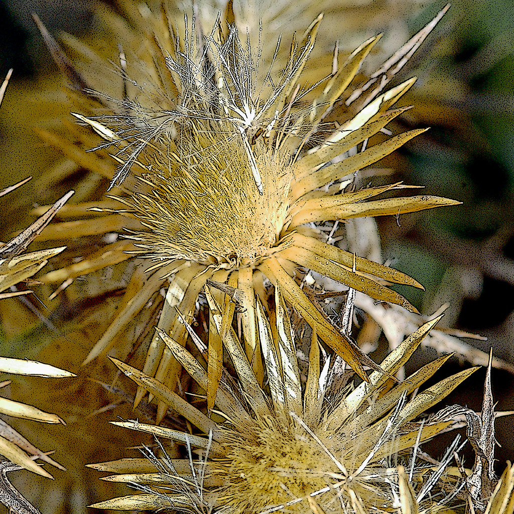 FIORITURE MEDITERRANEE (22).JPG